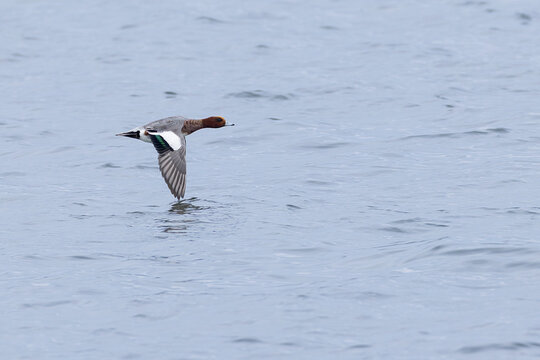 adult male eurasian widgeon (anas penelope) in flight low above water, found at Fehmarn at the Baltic Sea in Germany