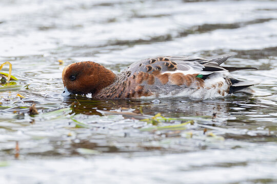 adult male eurasian widgeon (anas penelope) feeding on fresh seagrass, found at Fehmarn at the Baltic Sea in Germany