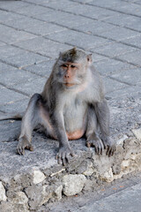 Balinese long-tailed macaque monkey sitting relaxed on stone steps outdoors, tropical wildlife portrait in Bali. © kuenlin