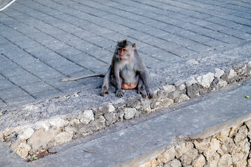 Balinese long-tailed macaque monkey sitting relaxed on stone steps outdoors, tropical wildlife portrait in Bali. © kuenlin