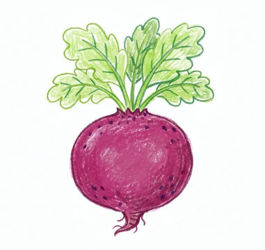 Hand drawn purple beetroot with green leaves isolated on white background