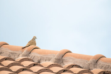 Fototapeta premium Small Zebra Dove Perched on a Brown Roof Tile Against Bright Sky Background