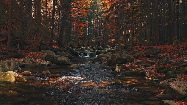 Smooth cinematic flight above a rocky forest stream surrounded by vibrant autumn foliage. Features authentic rushing water and real birdsong, creating a peaceful natural woodland atmosphere.