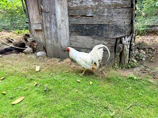 White rooster chicken walking on green grass lawn in rural yard © Rin Visual