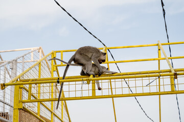 Two long-tailed macaque monkeys mating on yellow metal railing against bright sky, wildlife behavior in Bali island. © kuenlin