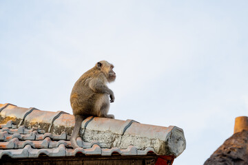 Balinese long-tailed macaque monkey sitting on clay tile roof ridge against clear sky in tropical Bali, Indonesia. © kuenlin