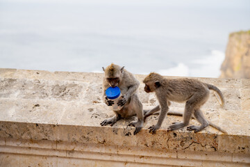 Clever long-tailed macaque monkey opening plastic container with curious companion on stone wall in Uluwatu, Bali. © kuenlin
