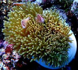 Philippines sea life © Brian