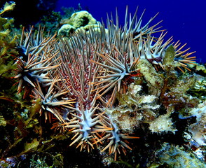 Philippines sea life © Brian