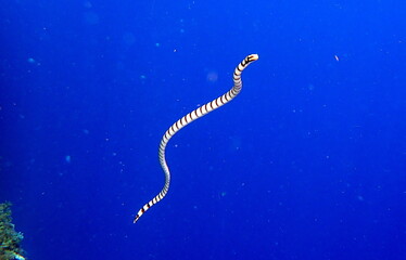 Philippines sea life © Brian