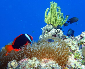 Philippines sea life © Brian