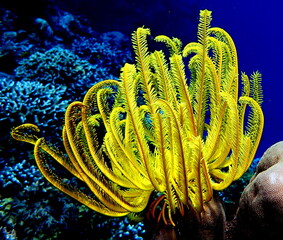 Philippines sea life © Brian
