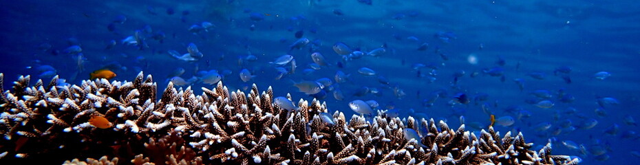Philippines sea life © Brian