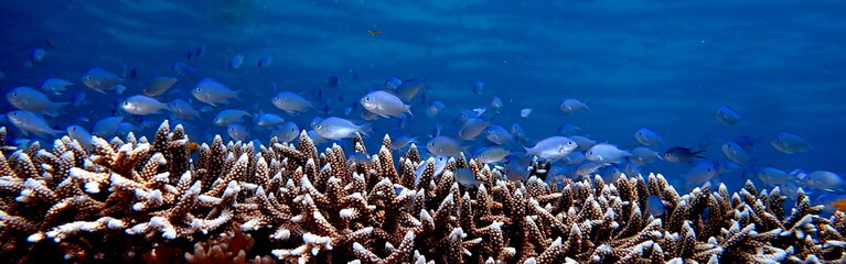 Philippines sea life © Brian