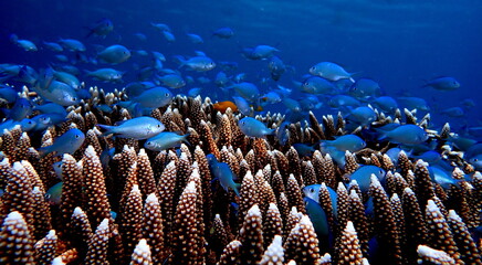Philippines sea life © Brian