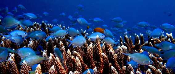 Philippines sea life © Brian