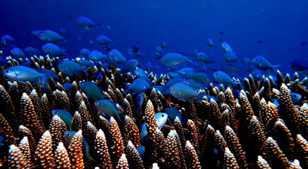 Philippines sea life © Brian
