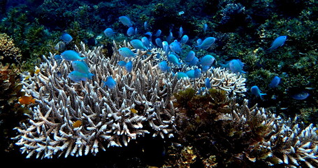 Philippines sea life © Brian