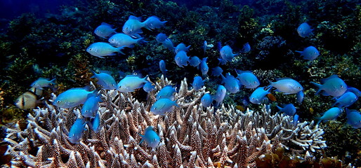 Philippines sea life © Brian