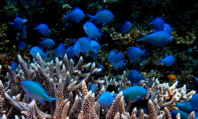 Philippines sea life © Brian