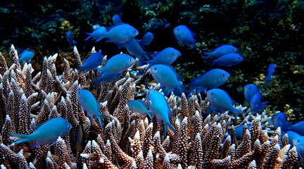 Philippines sea life © Brian