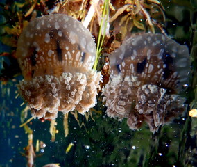 Philippines sea life © Brian