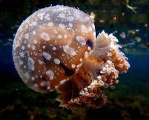 Philippines sea life © Brian