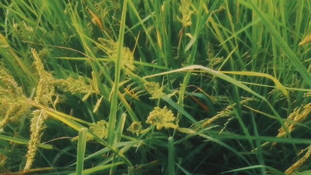 Young rice plants in the paddy field are awaiting the harvest season next month, afternoon days moment.