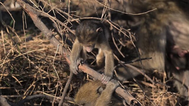 Baby baboon playing in dead branches on the bank of the Chobe River