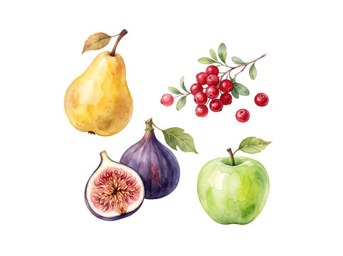 Fresh fruits painted in watercolor featuring green apple, yellow pear, fig, and red berries on a transparant background..