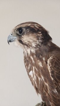 falcon perched indoors looking up
