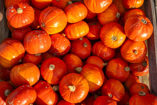 Hokkaido pumpkins displaying autumn harvest and Halloween spirit