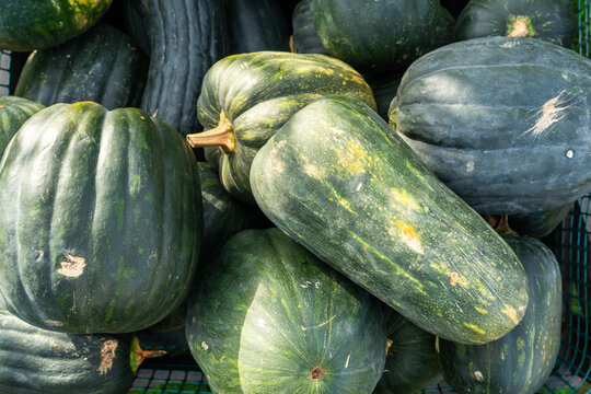 Green pumpkins and winter squash for Halloween harvest