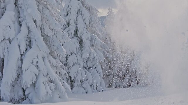 Slow motion of a throwing snow into the air in a winter forest. Flying snow particles.