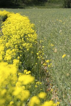Brassica napus, brassicaceae, bunias orientalis, alien plant, smooth grouper, cruciferous vegetable, neobiota, neophyte, oriental grouper, problem plants, rapeseed, turkish rocket, turkish wartycabbage, turkish arugula, spike, grouge, flora, high size hill mustard, portrait, invasive species, oilseed rape, plants, rape, warty cabbage