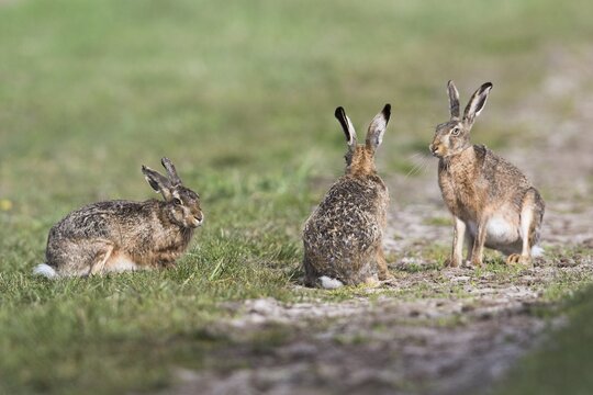 European hares (Lepus europaeus), Emsland, Lower Saxony, Germany