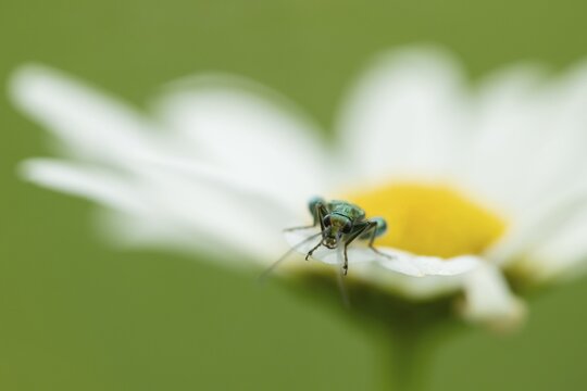 Thick-legged flower beetle (Oedemera nobilis) adult insect on an Oxeye daisy flower in summer, Suffolk, England, United Kingdom