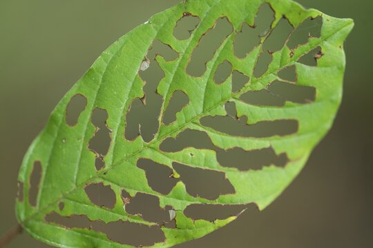 Buckthorn (Rhamnus frangula), leaf with feeding traces of a caterpillar, Lower Saxony, Germany