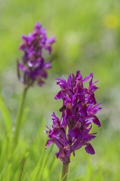 Red elder-flowered orchid (Dactylorhiza sambucina) Campo Imperatore, Castel del Monte, Province of L'Aquila, Italy