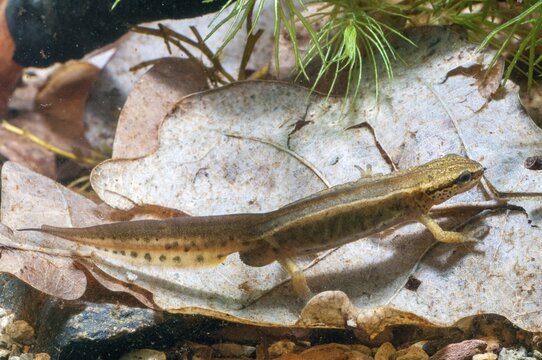 Threaded newt, Lissotriton helveticus, palmate newt, Triturus helveticus, amphibians, amphibians, caudata, amphibians, males, newts, newts, tailed amphibians, water newts
