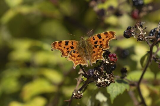 Comma butterfly (Polygonia c-album) adult insect feeding on a blackberry fruit of a Bramble bush in summer, England, United Kingdom