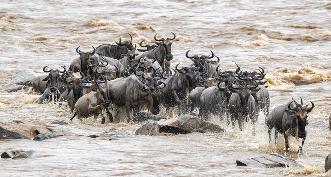 The Great Migration: Huge herds of wildebeest (Connochaetes taurinus) cross the Mara River and swim to the other bank, close-up of the herd, Serengeti, Tanzania