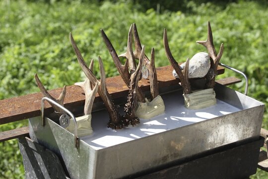 European roe deer (Capreolus capreolus) Roebuck trophy processing, Lower Austria, Austria