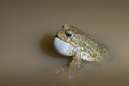 Bufo viridis, Bufotes viridis, green toad, toad, amphibians, amphibians, courtship behavior, call, courtship display, toads, amphibians, call
