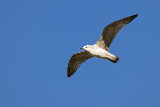 Mediterranean gull (Larus michahellis) in flight, young bird in its first winter plumage, M&uuml;nster, Tyrol, Austria