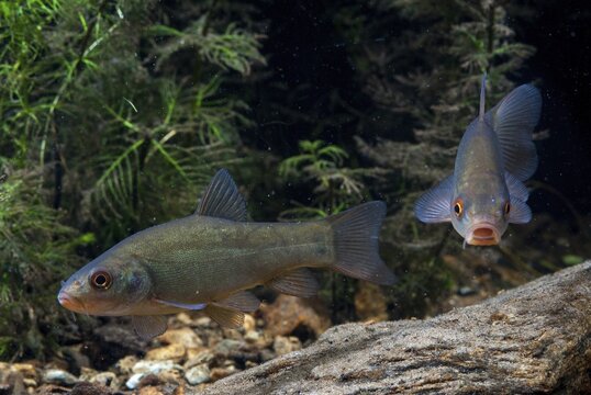Schleie, Tench, Tinca Tinca, Doctor Fish, Fishes, Pisces