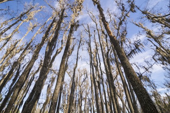 Dead trees in the swamps of the Magnolia Plantation outside Charleston, South Carolina, USA