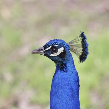 Indian peafowl (Pavo scalloped ribbonfish), portrait, captive, North Rhine-Westphalia, Germany