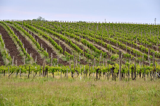 Wide view of neatly cultivated vineyard rows stretching across rolling hills near Eger, Hungary