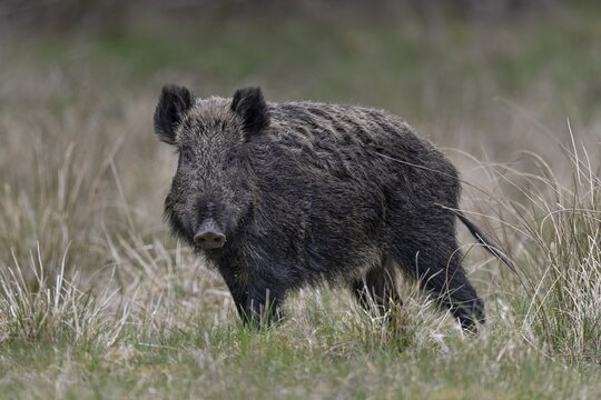 The wild boar (Sus scrofa) repeatedly interrupts its search for food and peers at my photo hiding place, Denmark